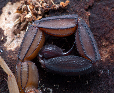 Telson (tail) and sting of a Central American bark Scorpion, Centruroides margaritatus, on bark, from above