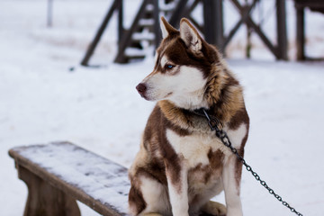 Husky dog sits on a chain in winter