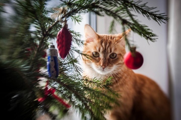 Red cat sitting under Christmas tree with red and blue toys