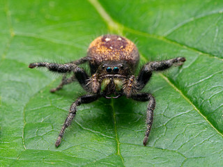 Adult female Johnson's jumping spider, Phiddipus johnsoni, on a leaf, in a defensive threat display. Ladner, Delta, British Columbia, Canada