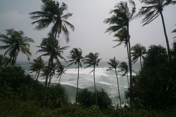Fototapeta na wymiar Palm trees on The Indian ocean coast, Sri Lanka.