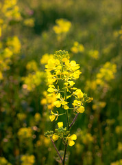 Yellow centaury / St.John's wort (Hypericum perforatum) It is also known as Yeast grass. Has antidepressant properties. Supports the functions of the digestive system!