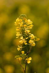 Yellow centaury / St.John's wort (Hypericum perforatum) It is also known as Yeast grass. Has antidepressant properties. Supports the functions of the digestive system!