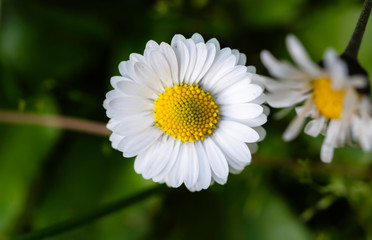 Flowering daisy field, closeup. Green background.