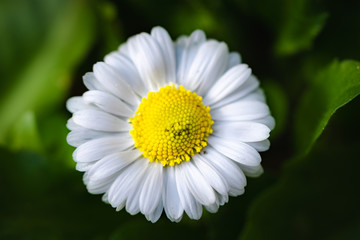Obraz premium Flowering daisy field, closeup. Green background.