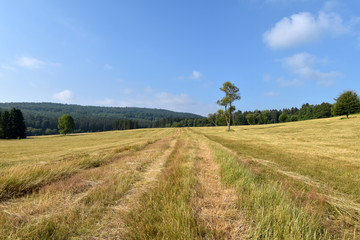 Fototapeta na wymiar Nationalpark Hunsrueck-Hochwald