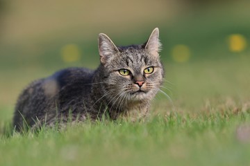 Beautiful tabby cat in the blooming meadow. Felis silvestris catus. beautiful european cat in the grass