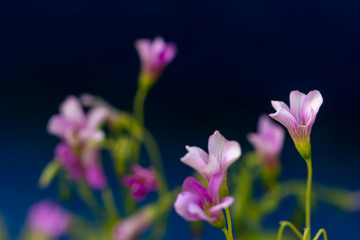 Fototapeta na wymiar Purple flowers on navy blue background