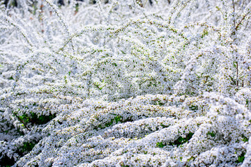 満開のユキヤナギ