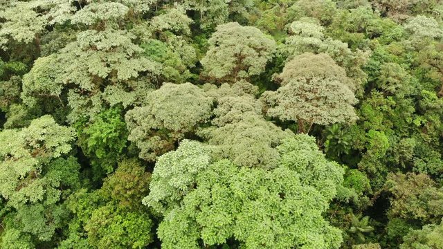 Tilt up aerial over the canopy of montane rainforest at 1,700m altitude on the western slopes of the Andes near Mindo, Ecuador.