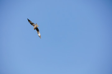 Sapsan in flight. Canyon 