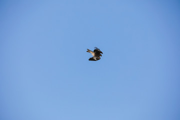 Sapsan in flight. Canyon "Charyn". National Park "Altyn Emel"