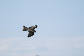 Sapsan in flight. Canyon 