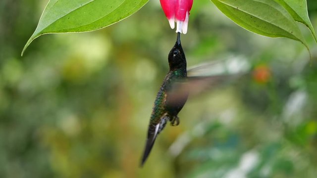 Hummingbird slow-motion: Velvet-purple Coronet (Boissonneaua jardini), feeding from a Cavendishia flower, near Mindo on the western slopes of the Andes, Ecuador.