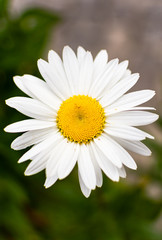 Obraz premium Yellow daisy in natural environment