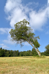 Obraz premium Nationalpark Hunsrück-Hochwald