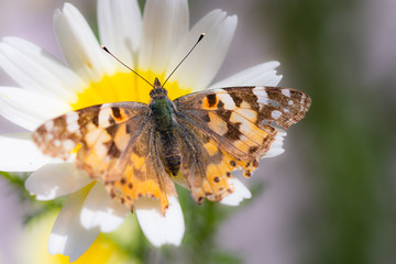 Sunny day, yellow daisy and butterfly.