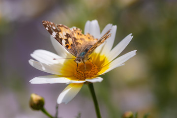 Sunny day, yellow daisy and butterfly, macro photo.