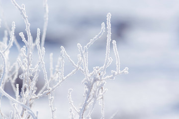 Plant in the winter. For background.