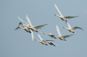 A flock of migrating Whooper Swan, Cygnus cygnus, flying in the blue sky at dusk in the UK.	