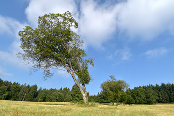 Nationalpark Hunsrück-Hochwald