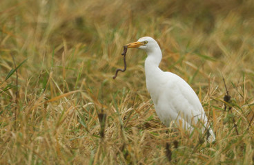 Obraz premium A rare Cattle Egret, Bubulcus ibis, standing in a meadow with an earthworm in its beak, which it has just caught and is about to eat.