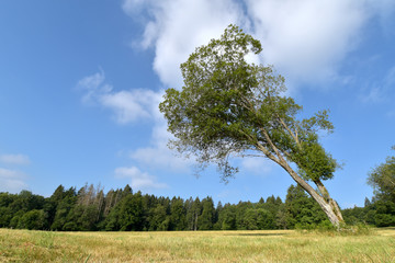 Nationalpark Hunsrück-Hochwald