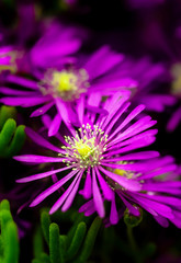 Obraz premium Purple flower, ice plant, aptenia cordifolia, background.