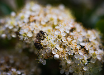 Bee drinking nectar from white wildflower, closeup photo.