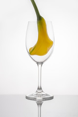 A bright yellow calla bud inside a wine glass like a captured bird in a cage on a dark mirror surface and a white background, idea of self-isolation or inner escape