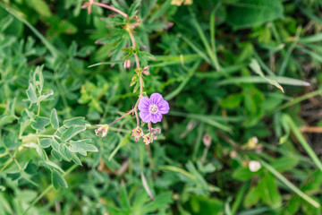 Nature Tekeli. Alatau Mountains. Kazakhstan.
