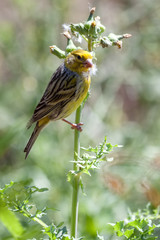 Canary (serinus canaria) perched on a thistle