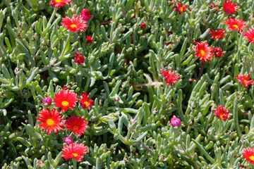 Mesembryanthemums flowering in Funchal madeira