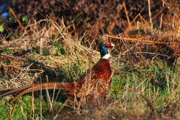 Common Pheasant (phasianus colchicus) at Weir Wood Reservoir