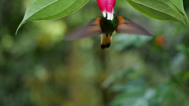 Buff-tailed coronet (Boissonneaua flavescens) feeding from a Cavendishia flower in slow motion. Humid montane rainforest on the western slopes of the Andes near Mindo, Ecuador 