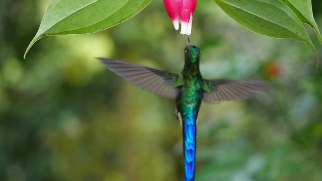 Violet-tailed Sylph (Aglaiocercus coelestis) hummingbird Drinking nectar in slow motion  from a Cavendishia flower, family Ericaceae, in humid montane rainforest near Mindo, Ecuador