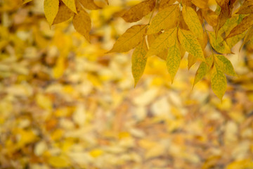 Naklejka na ściany i meble Autumn. Autumn leaf fall. Photo taken after the rain.