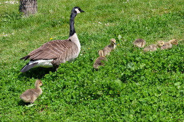Canada Goose (branta canadensis) and goslings on the banks of the River Thames