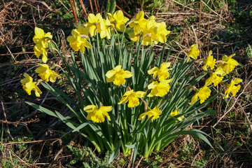 A clump of Daffodils