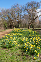 Daffodils in bloom along the Isis river