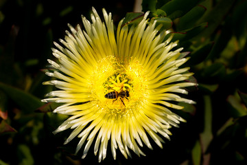 Yellow flower and honey collector bee. (Pig face / Carpobrotus acinaciformis)