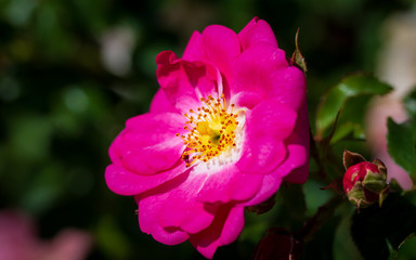 Fototapeta premium Hot pink wild rose - Rosa nutkana. images can be used as background or wallpaper.