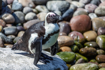 African Penguin (Spheniscus demersus) standing on a rock