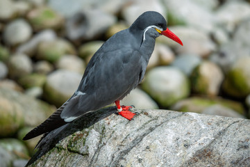 Inca Tern (Larosterna inca) resting on a rock