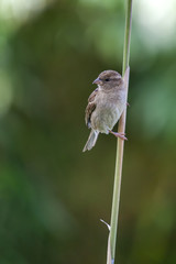 Sparrow (Passeridae) clinging to a stalk