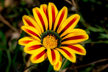 Gazania 'Big Kiss Yellow Flame' (Treasure Flower) is a tender evergreen perennial boasting extra large golden-yellow flowers.