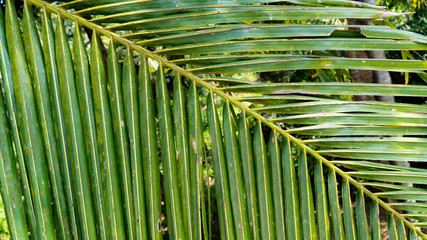 palm leaf branch closeup background