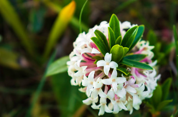 White flowers and green leafs. Abelia grandiflora, herald of Spring