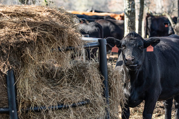 Angus cow eating from round bale