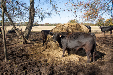 Angus cattle with round hay bale in autumn pasture